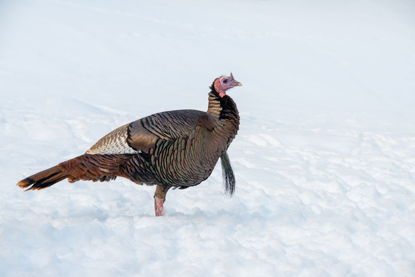 wild-turkey-g580c6722a_1920